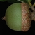 Side view of acorn (Moore County, NC)-Early Fall