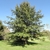 Form of a large tree