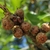 Acorn