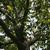 Branches