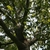 Branches
