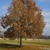 Form of the tree in the fall with russet colored leaves
