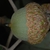 Side view of acorn (Moore County, NC)-Early Fall