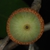 Bottom view of acorn (Moore County, NC)-Early Fall