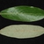Front and back of leaf (Moore County, NC)-Early Fall