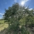 Form of a mature tree
