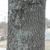 Bark