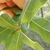 Green Leaves