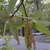 Male catkin flowers