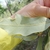 Underside of leaf