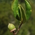 Immature acorn and leaves (Polk County, FL)-Mid Fall