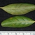Front and back of leaf (Polk County, FL)-Mid Fall