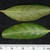 Front and back of leaf (Polk County, FL)-Mid Fall