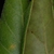 Curled entire margins (Polk County, FL)-Mid Fall