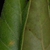 Curled entire margins (Polk County, FL)-Mid Fall