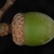 side view acorn (Polk County, FL)-Mid Fall