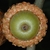 Bottom view of acorn (Pinebluff, NC)-Early Fall