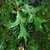 Green lobed leaves (Pinebluff, NC)-Early Fall