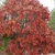 Mature tree with reddish leaves in fall