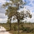 Form of tree with green leaves