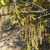 Hanging male catkins