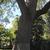 Trunk and branches