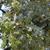 Quercus lobata