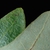 Entire leaf margin (Pitt County, NC)-Late Fall