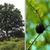 Form and acorn