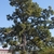 Form of a mature tree