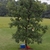 Form of a young tree with leaves