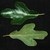 Whole leaf front and back (Kershaw County, SC)-Early Fall