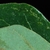 Leaf margin (Kershaw County, SC)-Early Fall