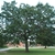 Form of tree (Kershaw County, SC)-Early Fall