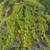Hanging male catkins