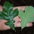 Both leaf surfaces