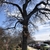 Winter form showing the contorted branches