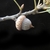 Acorn with a cap covering half of it