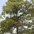Form of a mature tree with leaves