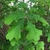 Leaves with shallow lobes