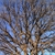 trunk and limbs of the tree