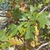 Lobed leaves