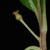 Stem and female flower (Glynn County, GA)-Mid Spring