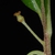 Stem and female flower (Glynn County, GA)-Mid Spring