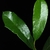 Spin-tipped lobes and entire margins (Glynn County, GA)-Mid Spri