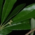 Leaves (Glynn County, GA)-Mid Spring