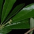 Leaves (Glynn County, GA)-Mid Spring