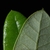 Front and back of leaf (Glynn County, GA)-Mid Spring