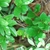 Branches and leaves (Glynn County, GA)-Mid Spring