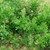 Form- often in colonies (Glynn County, GA)-Mid Spring
